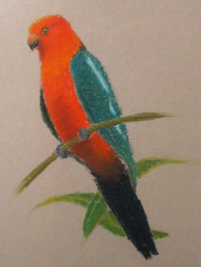 Oil pastel on paper by Ella Buczak, Year 6, Beaconhills College Student artwork of a rosella