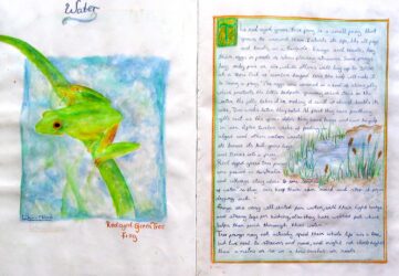 Watercolour and ink on paper by Bronte Dory, Year 7, Melbourne Rudolf Steiner School Student artwork investigating frogs