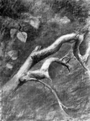 Charcoal on paper by Isabelle Jamison, Year 10, Melbourne Rudolf Steiner School Student artwork of a drawn tree branch