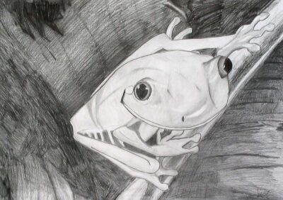 Grey lead pencil on paper by Victoria Ellis, Rossbourne School Student artwork of a frog