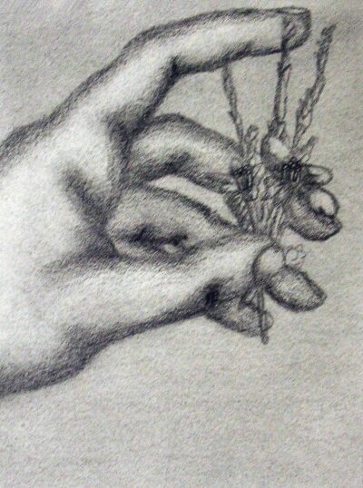 Graphite pencil on paper by Sophie·Kristallidis, Year 11, Oakleigh Grammar Student artwork of a hand holding a flower
