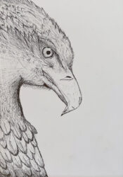 Drawing by Lottie Haoust, Year 9, Alphington Grammar Student artwork of a bird in profile