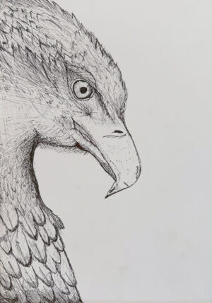 Drawing by Lottie Haoust, Year 9, Alphington Grammar Student artwork of a bird in profile