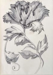 Drawing by Zoe Fowler, Year 9, Alphington Grammar Student artwork of a cross hatch flower