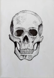 Drawing by Lottie Haoust, Year 9, Alphington Grammar Student artwork of a skull
